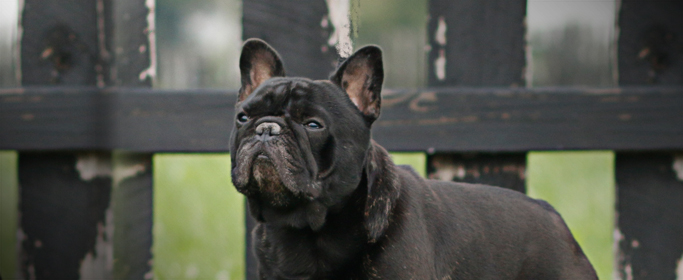 photo-column-page-dogsRALPHIE0