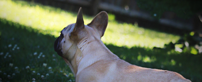 photo-column-page-dogsSIMONE1