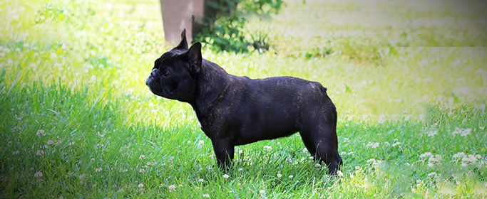 photo-column-page-dogsVIV