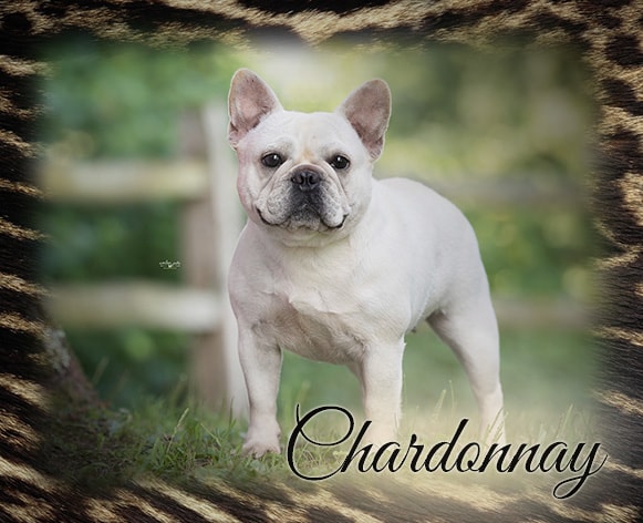 Chardonnay-featured-image-min