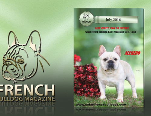 Our Alfredo on Cover of French Bulldog Magazine