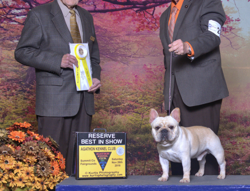 Alfredo wins Reserve Best In Show